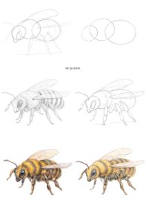 איך מציירים דבורה ב6 שלבים פשוטים